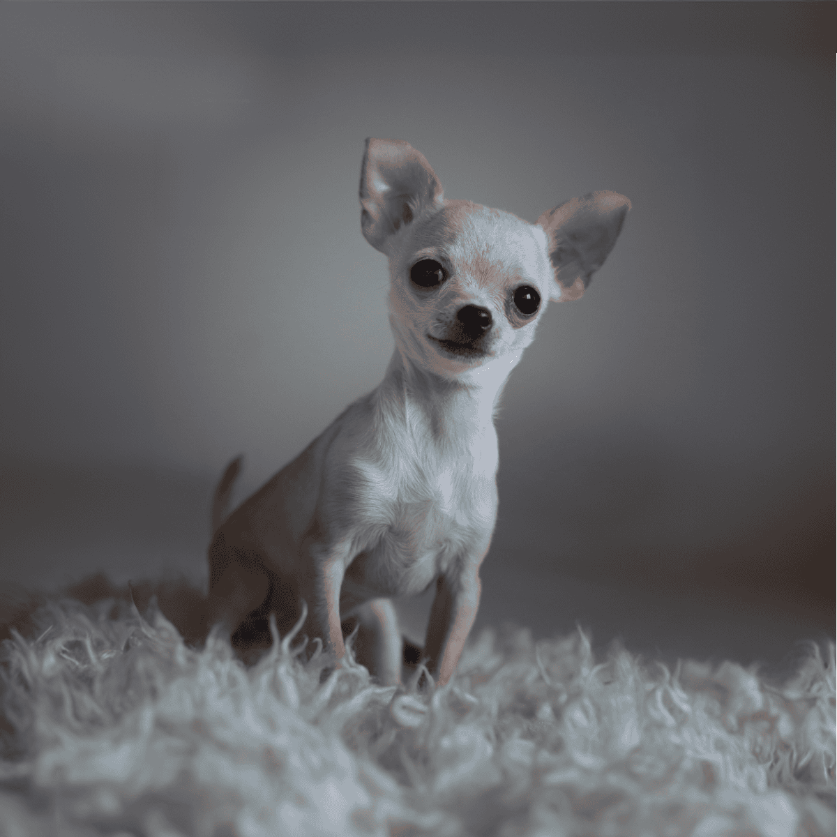 Cute Chihuahua dog with large ears and expressive eyes, sitting on plush fur for comfortable pet photoshoot.