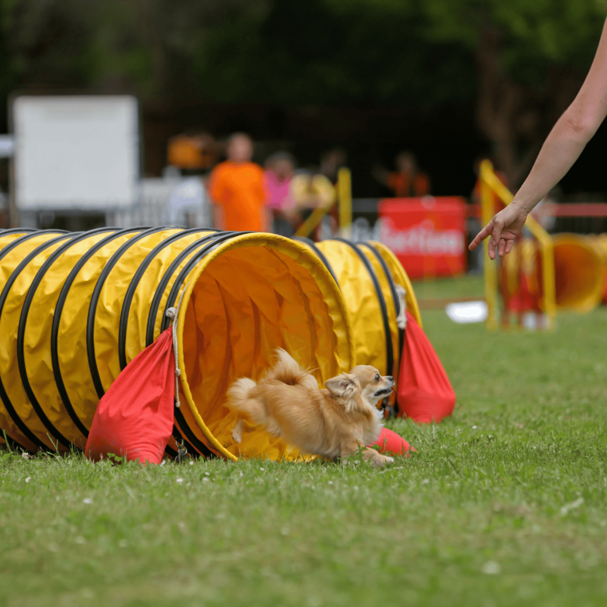 Dog agility tunnel for puppies and small dogs during training and exercise sessions.