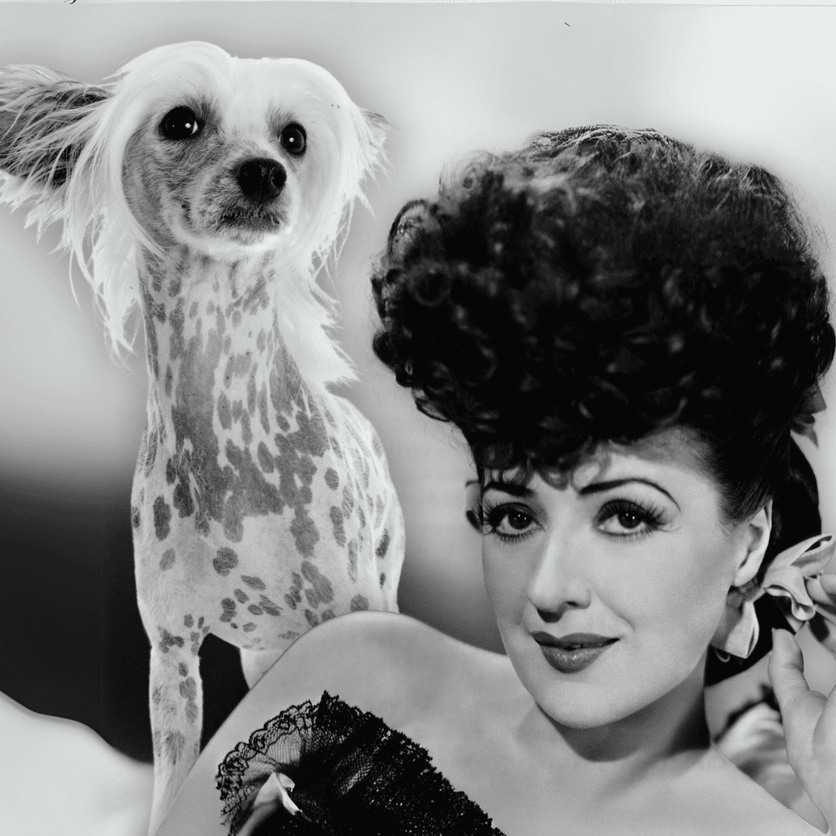 Chinese Crested A Burlesque Performer Brought Fame to the Breed