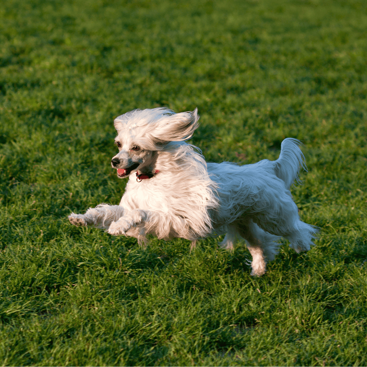 Chinese Crested Exercise