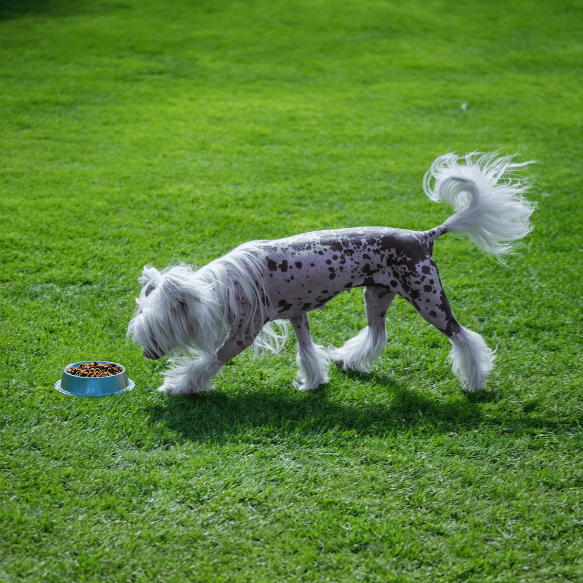 Friendly dog with unique coat pattern enjoying playtime outside.