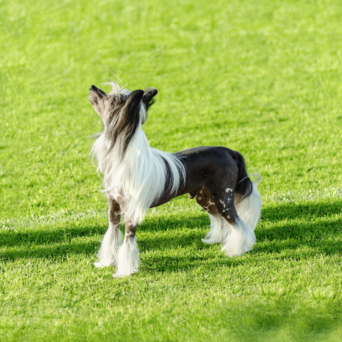 Chinese Crested photo 2