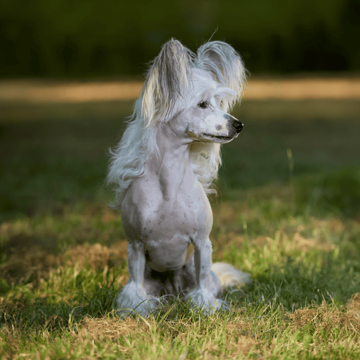 Chinese Crested photo 3
