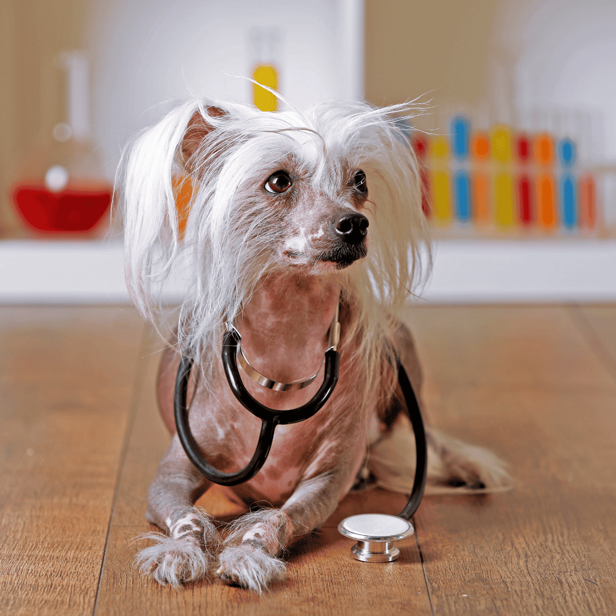 Chinese Crested health