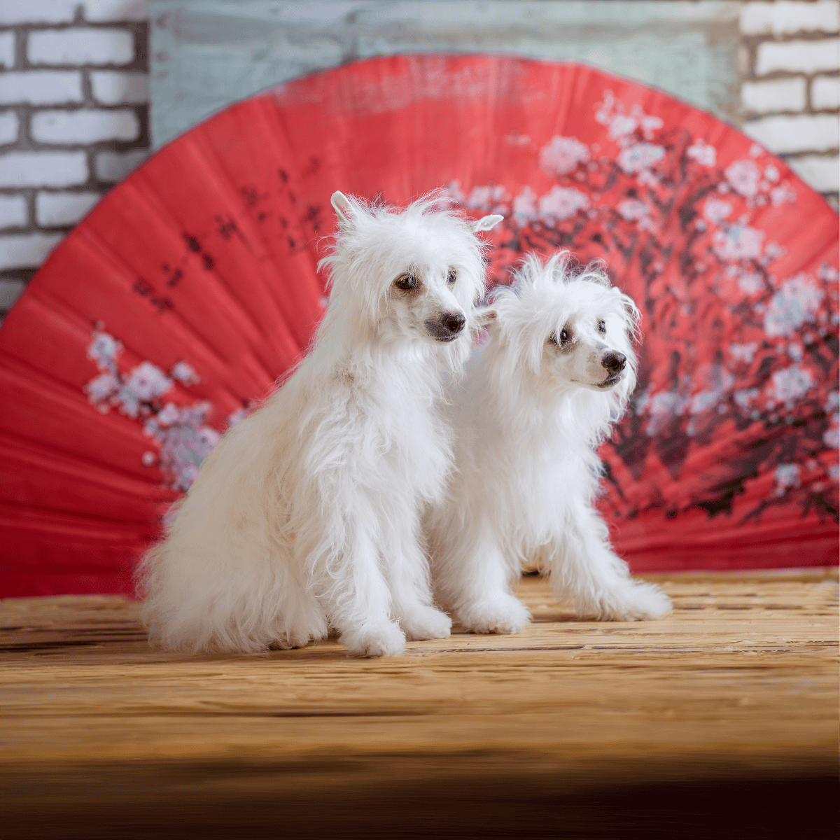 Adorable white Chinese Crested dogs sitting on a wooden surface with traditional red Japanese fan background, showcasing dog photography art.