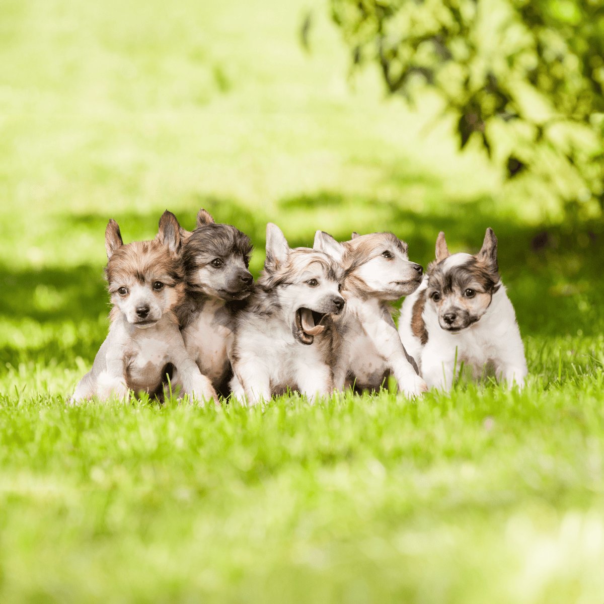 Adorable husky puppies sitting on vibrant green grass in a sunny outdoor setting.