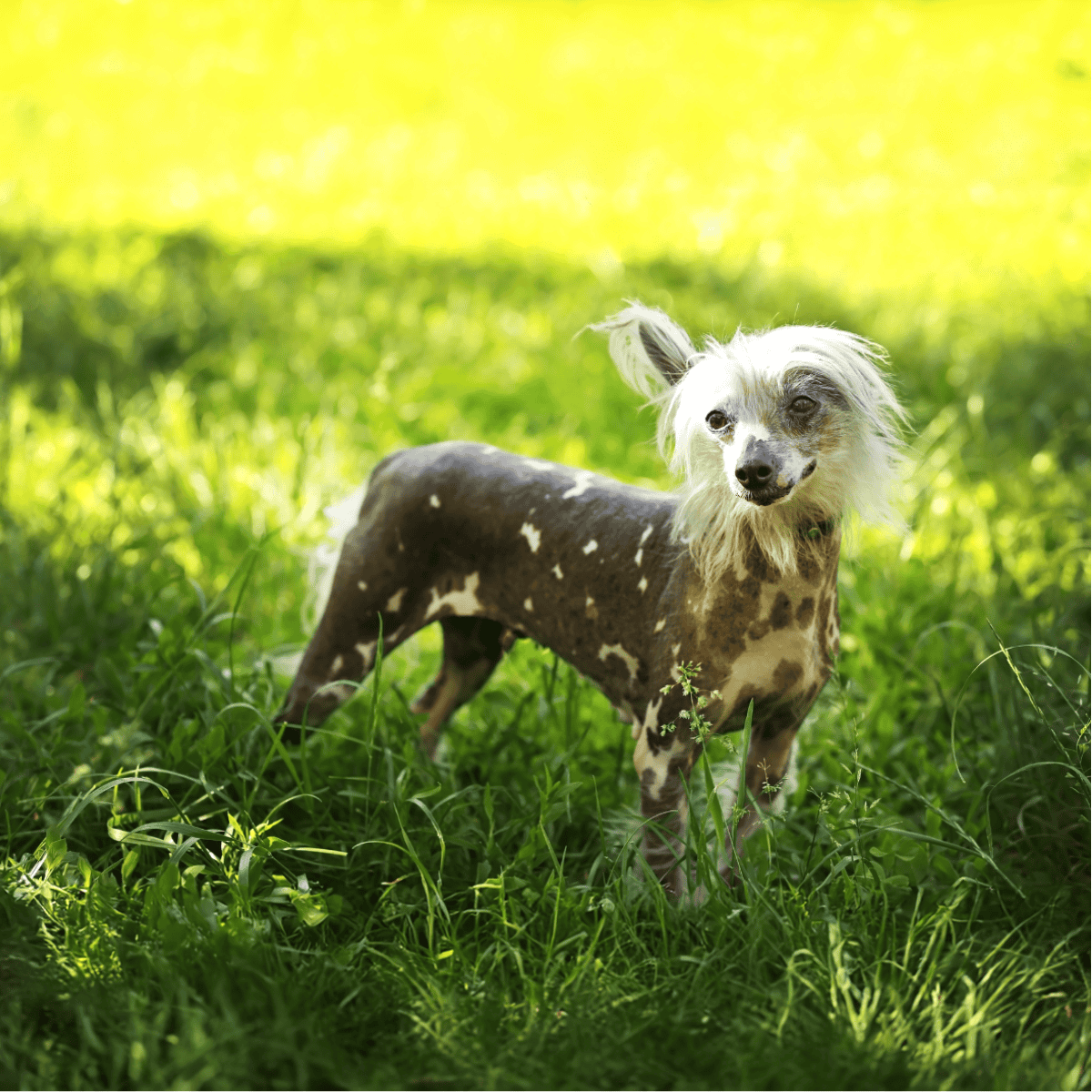 Chinese Crested They Probably Evolved From African Dogs