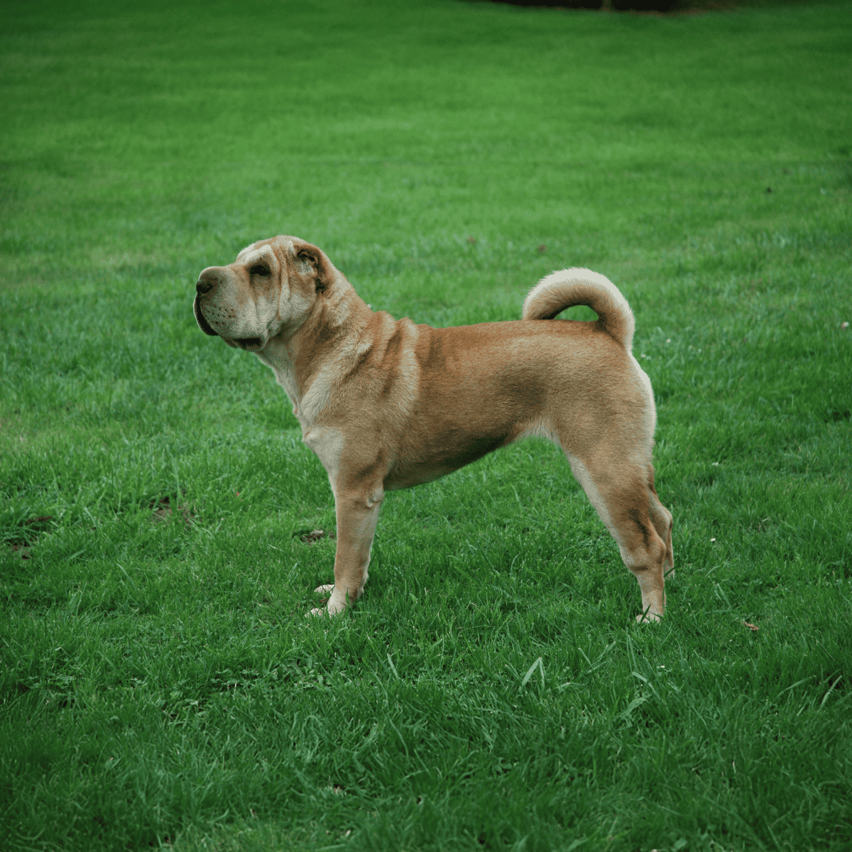 Chinese Shar Pei characteristics