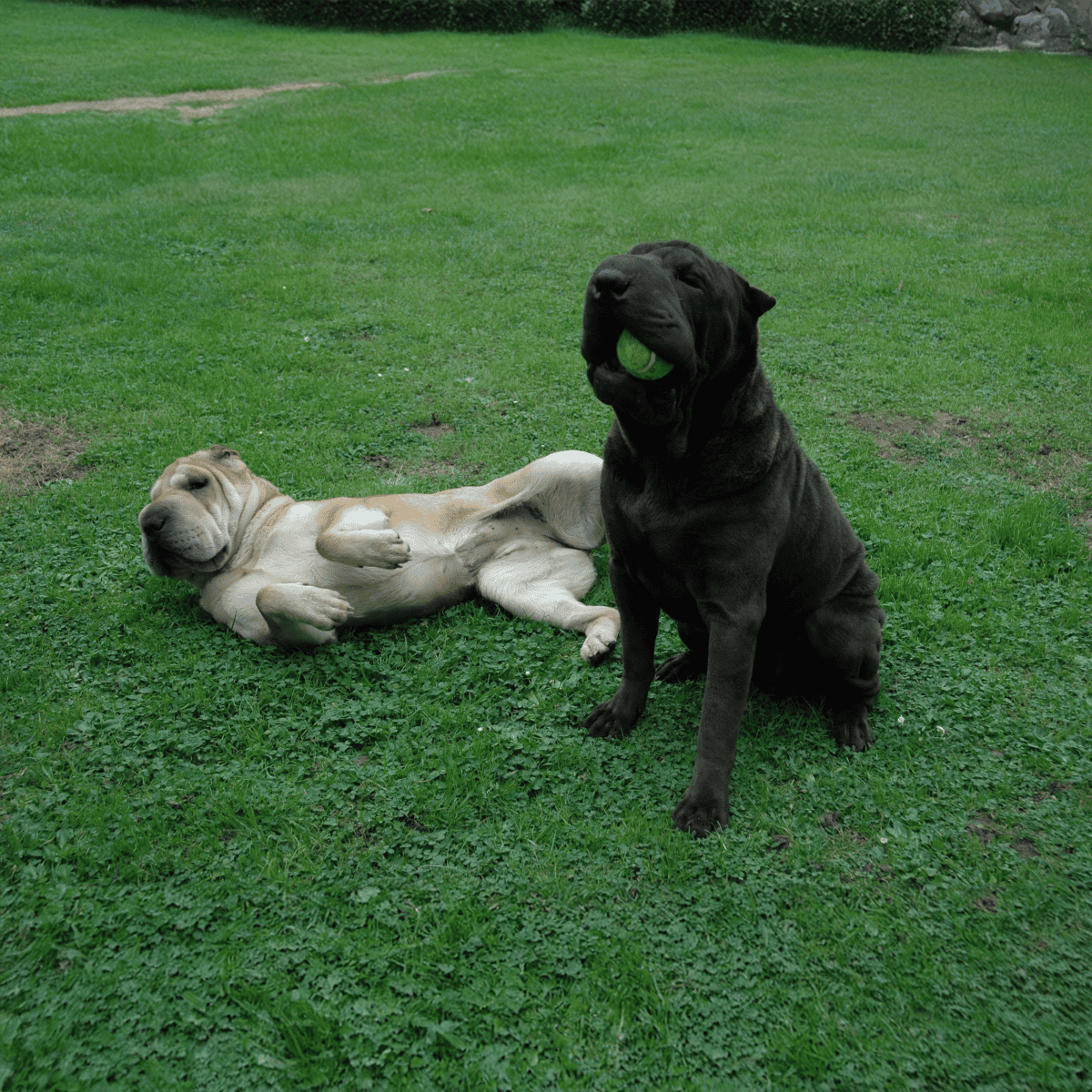 Adorable Labrador and Cane Corso dogs enjoying playtime outdoors.