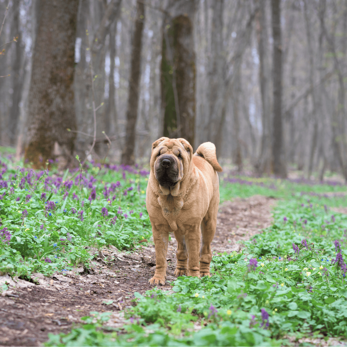 Chinese Shar Pei photo 2