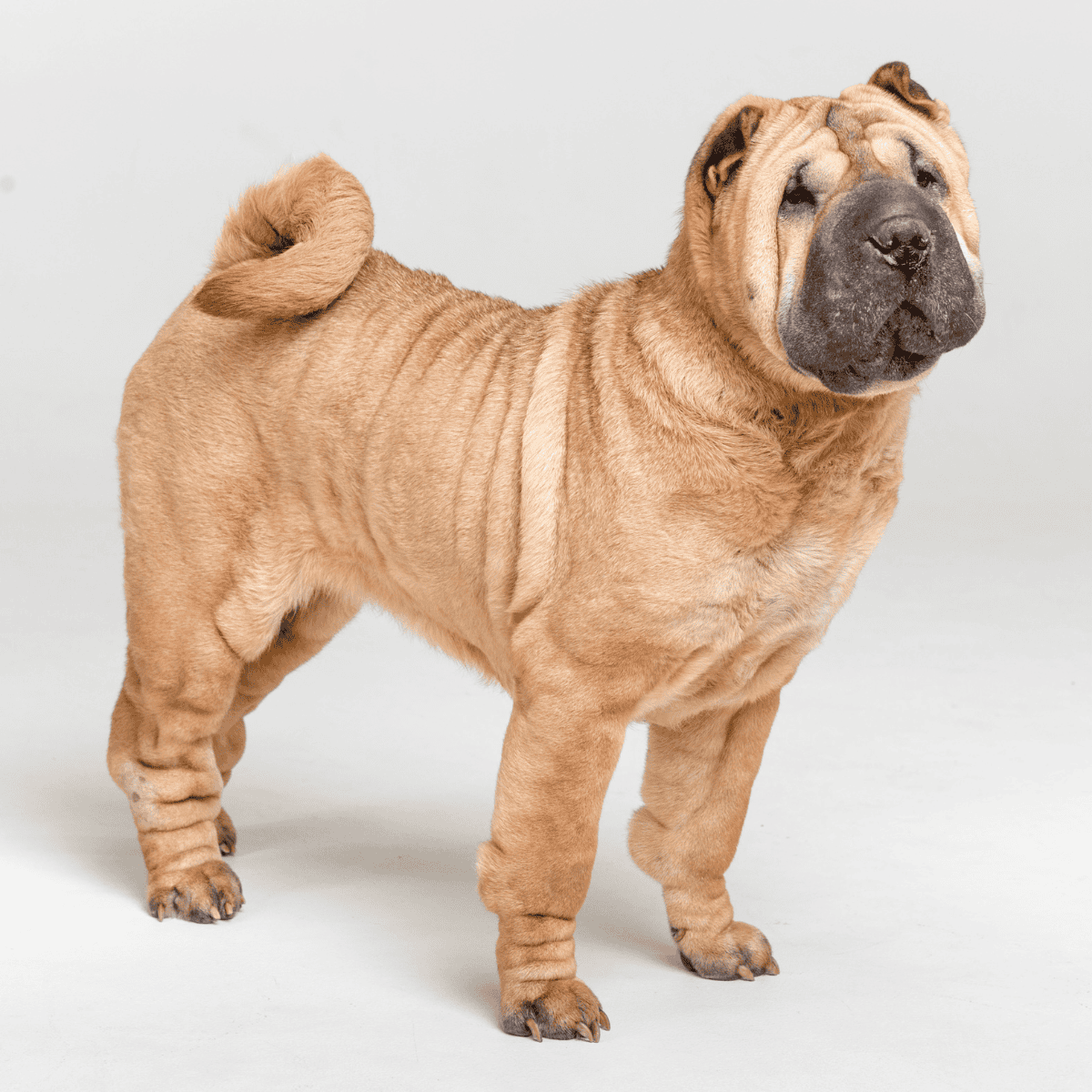 Chinese Shar Pei Grooming