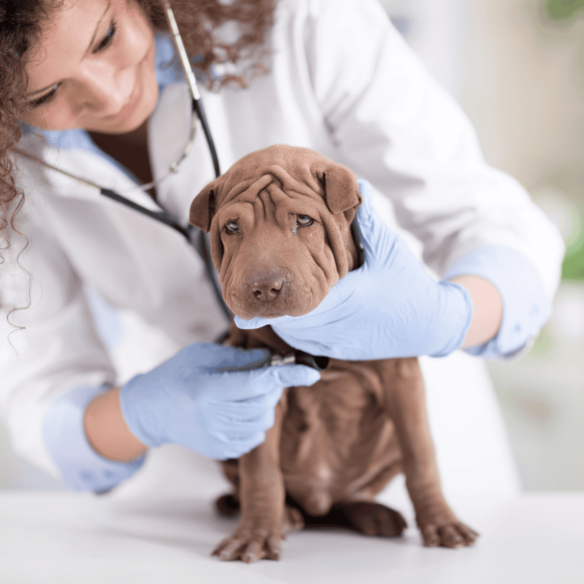 Chinese Shar Pei health