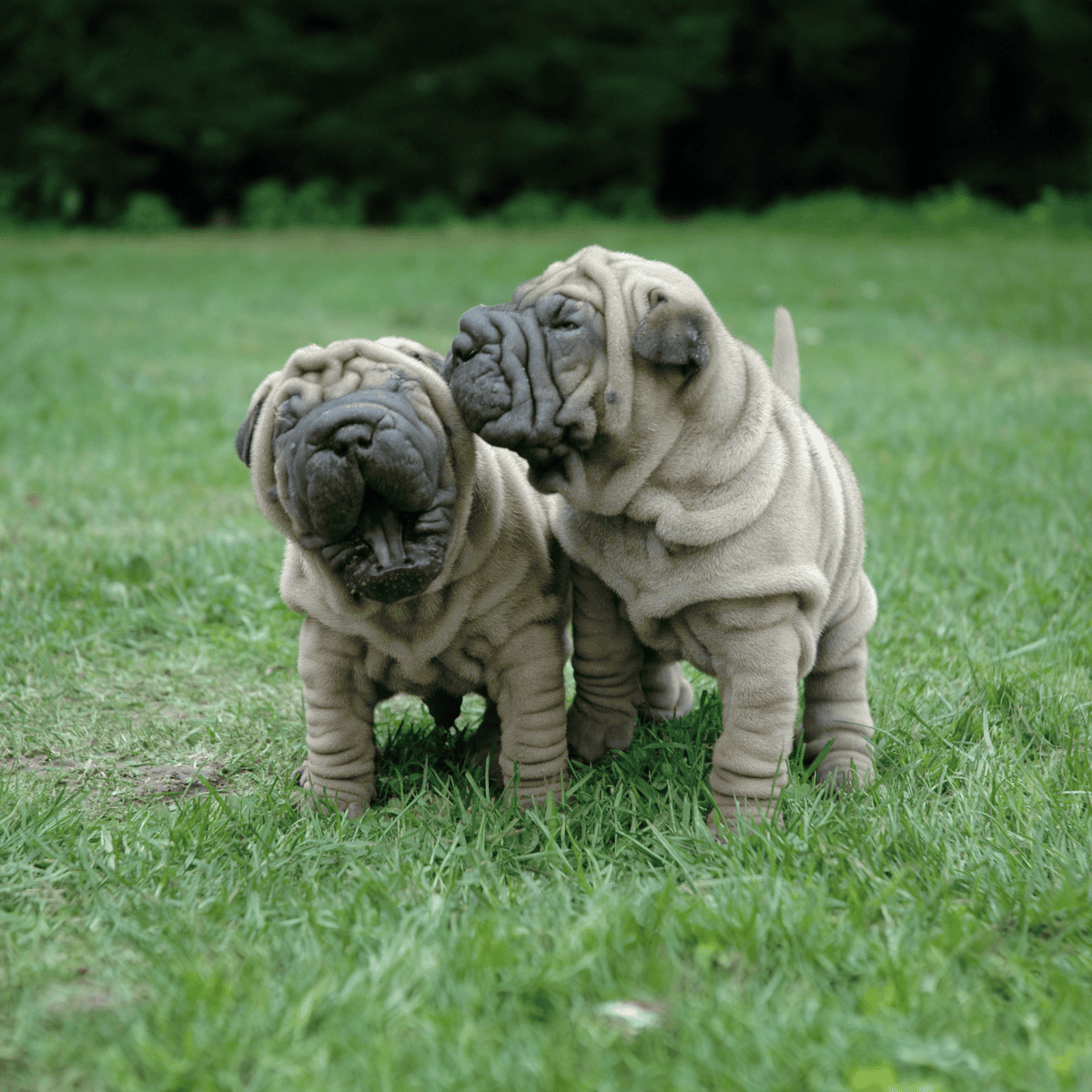 Chinese Shar Pei Puppies