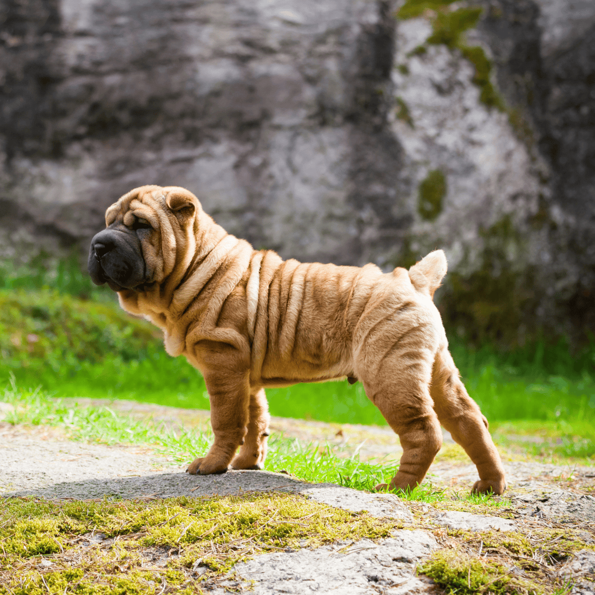 Chinese Shar Pei Their Wrinkles Are Like Body Armor