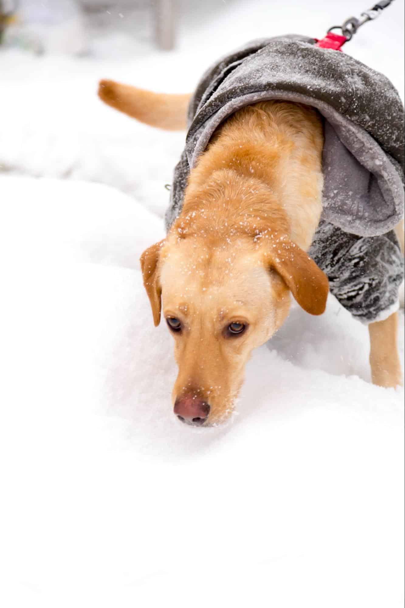 Chinook characteristics