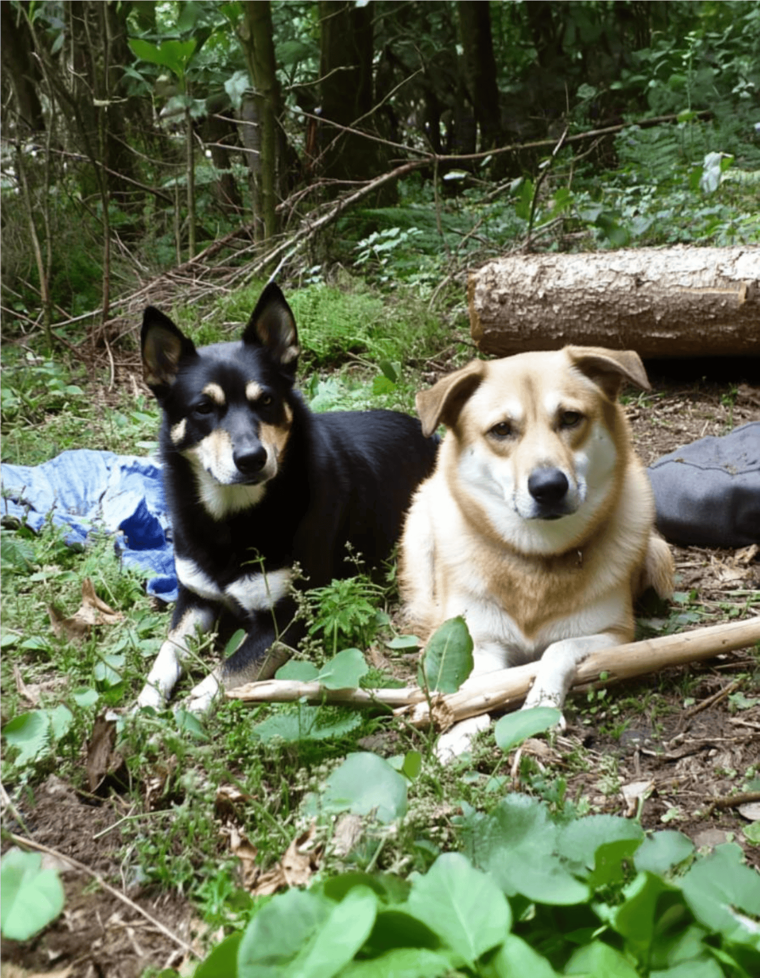 Chinook Does This Breed Get Along With Other Pets