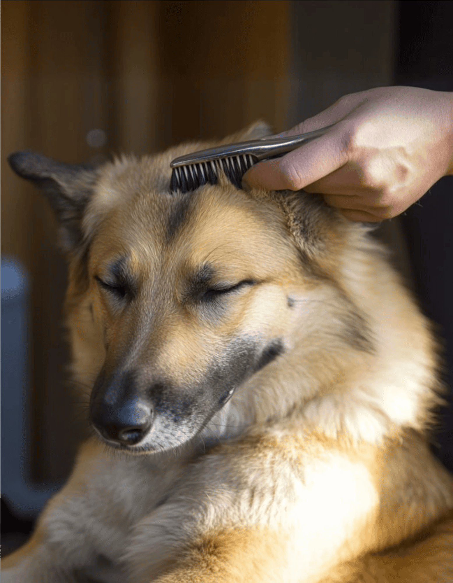 Chinook Grooming