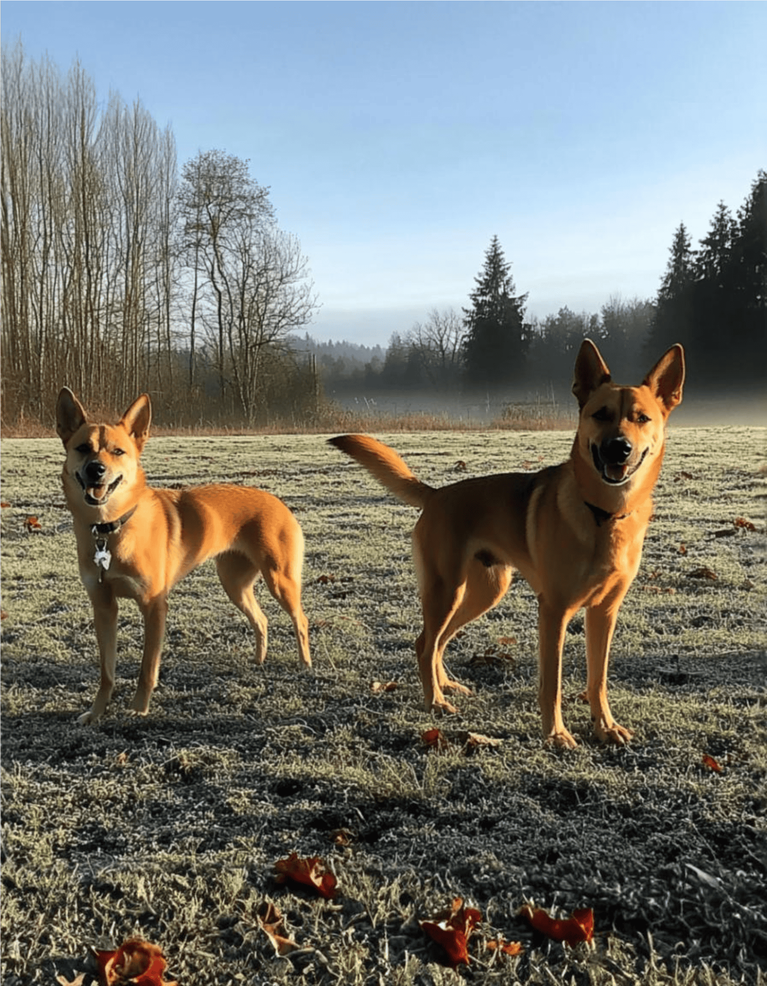 Optimal for dog walking, outdoor adventures, and pet outdoor activity websites.