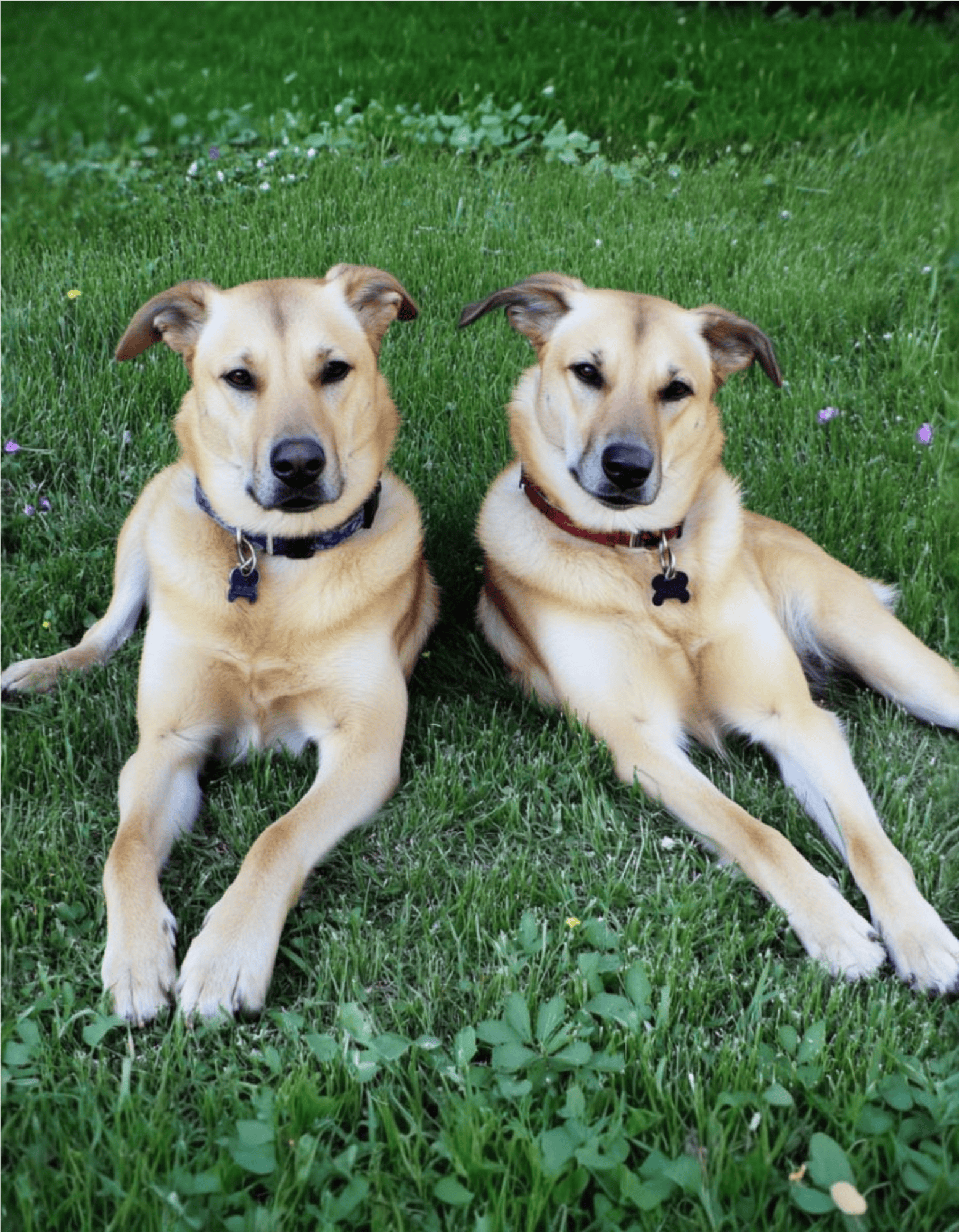 Cute dogs relaxing outdoors, perfect for pet care and dog health articles.
