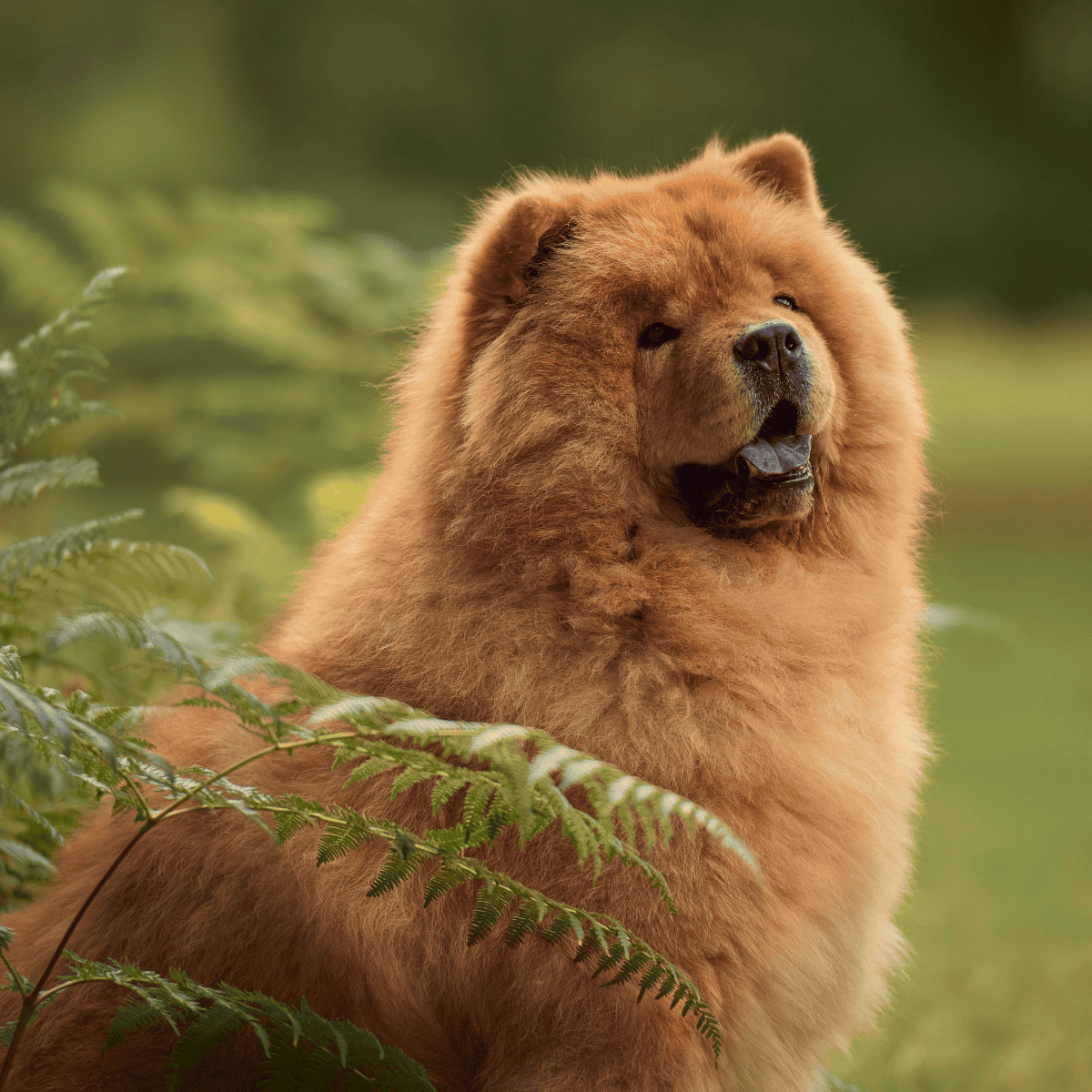 Chow Chow overview