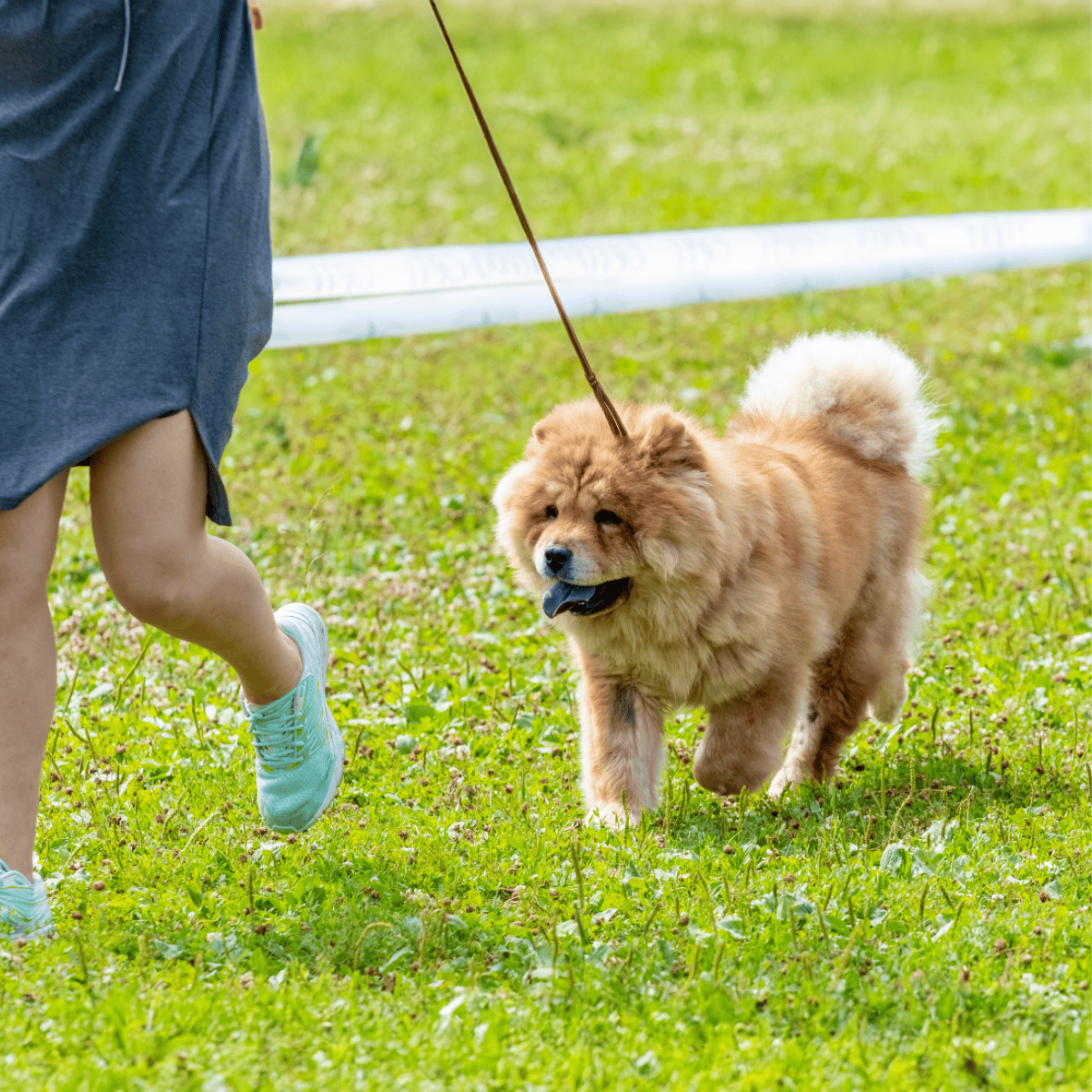 Adorable Chow Chow dog on leash enjoying a walk in the park.