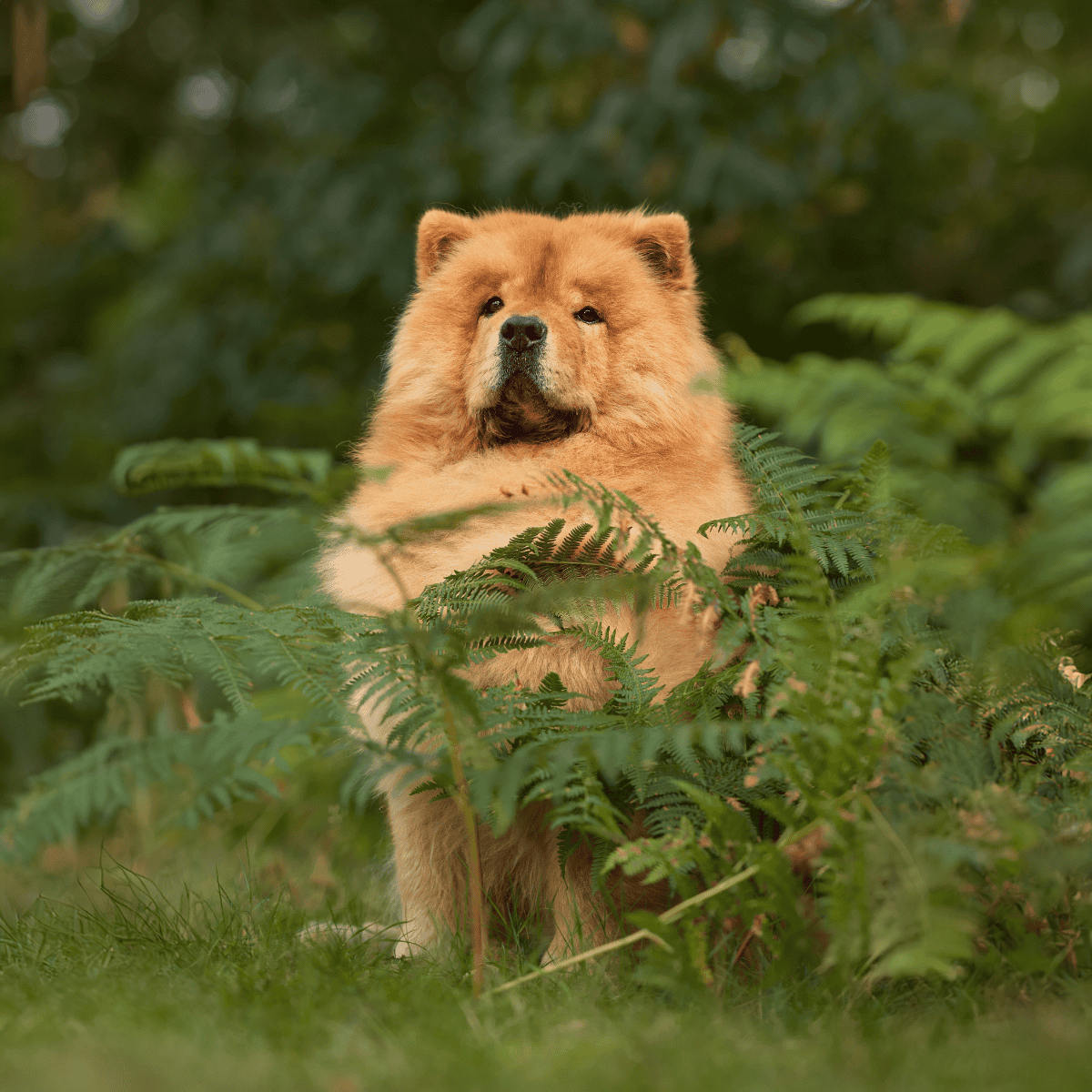 Chow Chow Final Thoughts