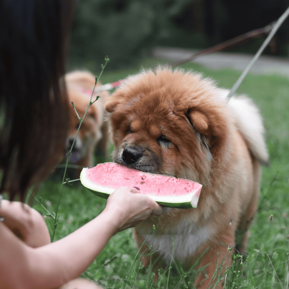 Chow Chow Food & Diet Requirements