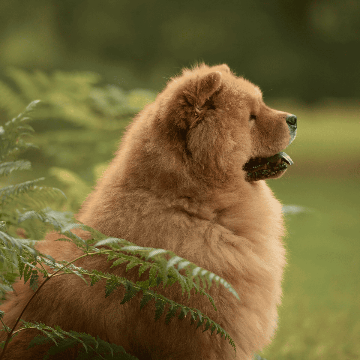 Chow Chow photo 3