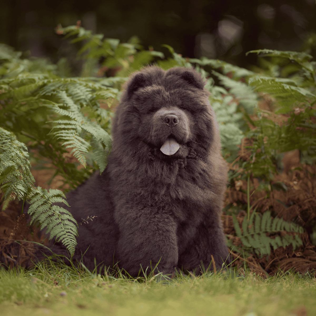 Chow Chow photo 1