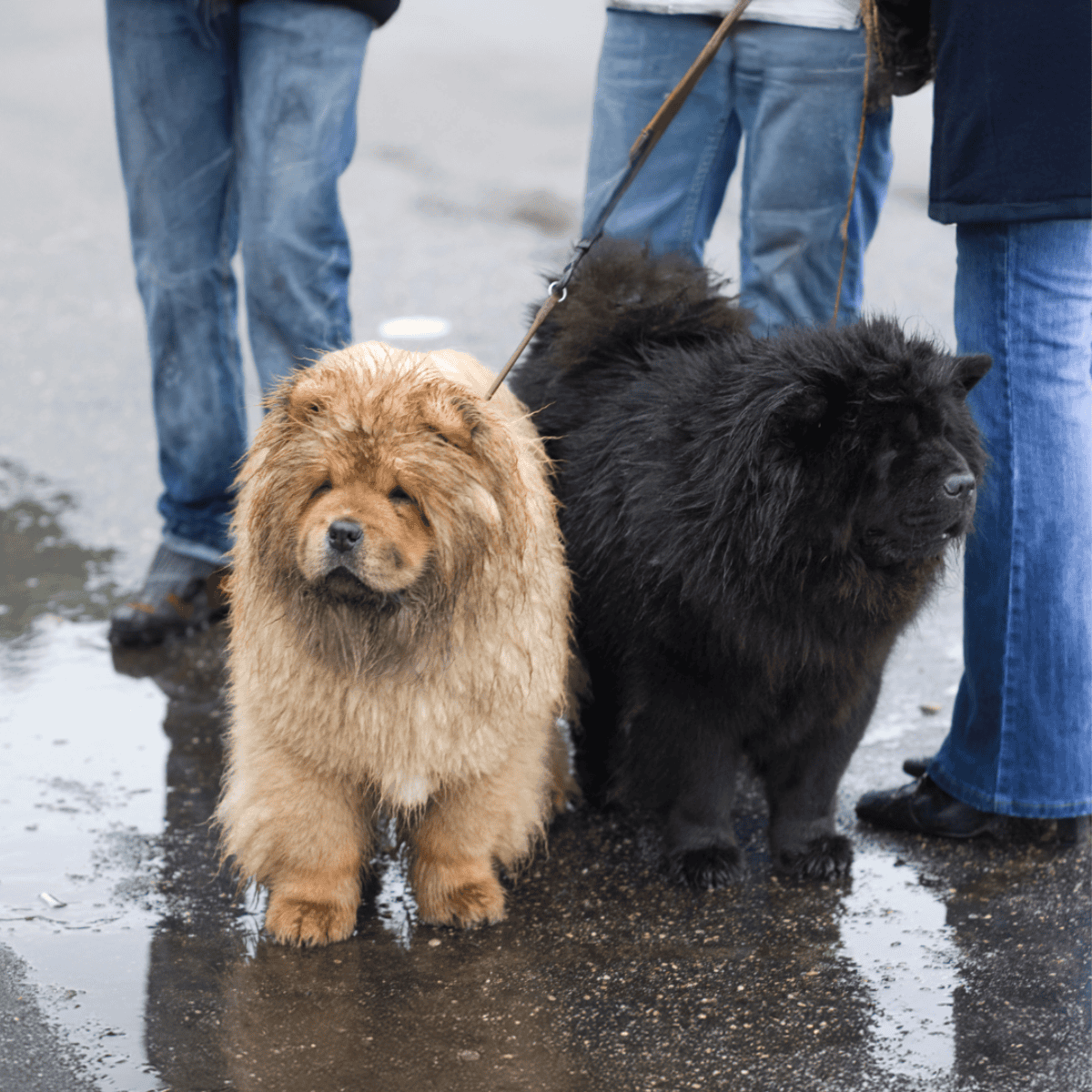 Chow Chow Male Vs. Female