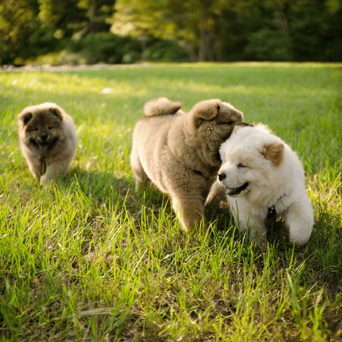 Chow Chow Puppies