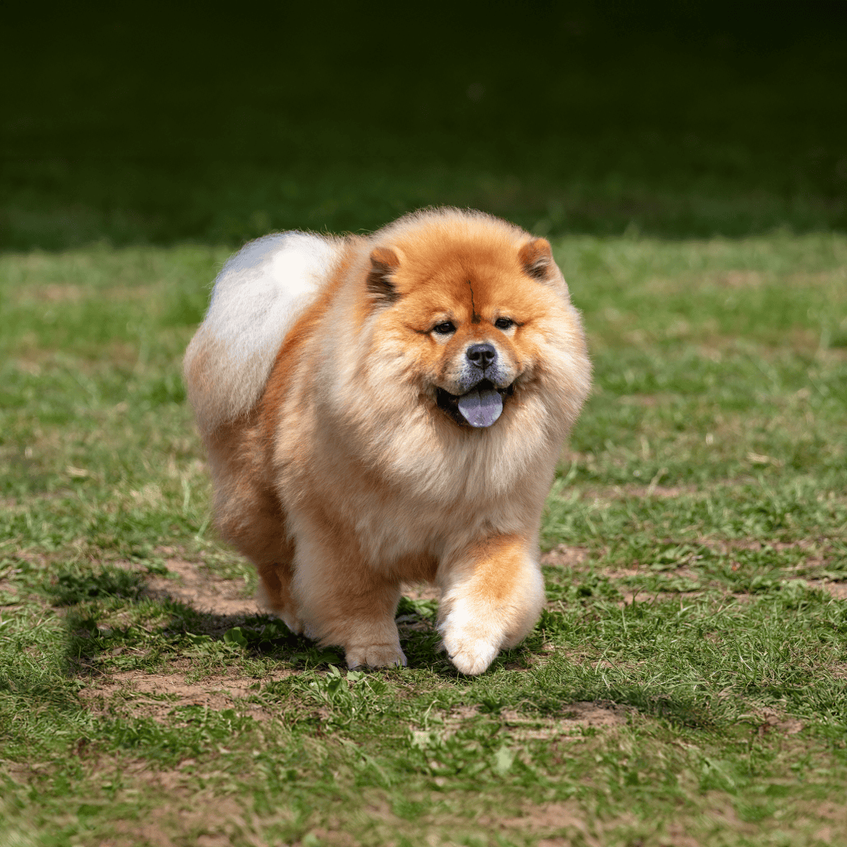 Chow Chow They Walk Stiffly