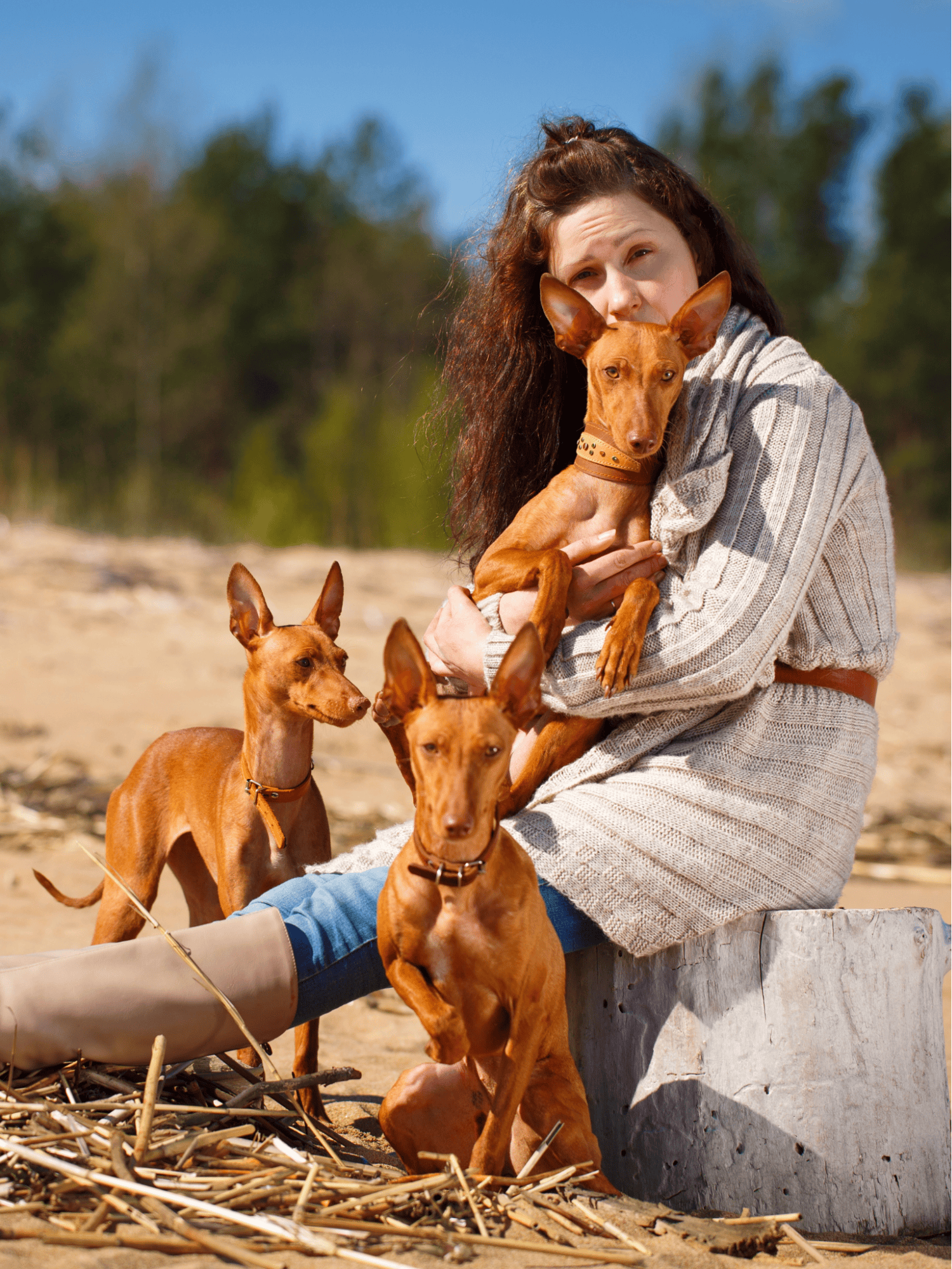 Cirneco Dell'Etna Are These Dogs Good For Families