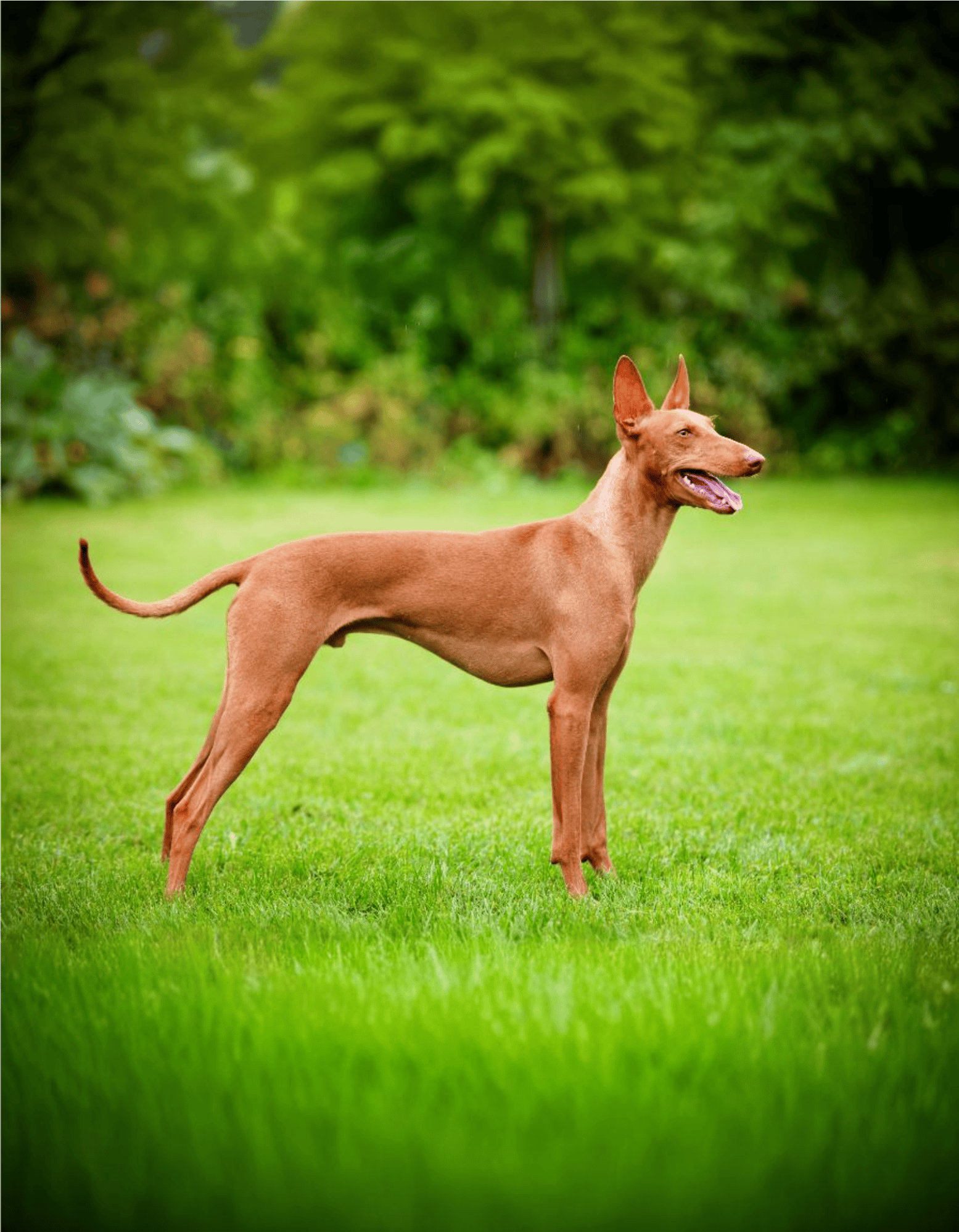 Cirneco Dell’Etna overview
