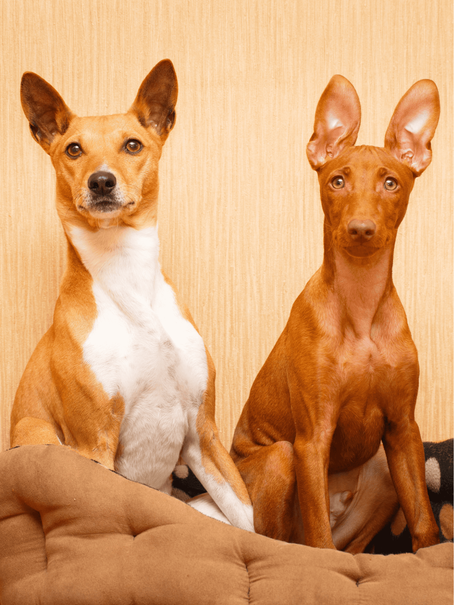 Cirneco Dell'Etna Does This Breed Get Along With Other Pets