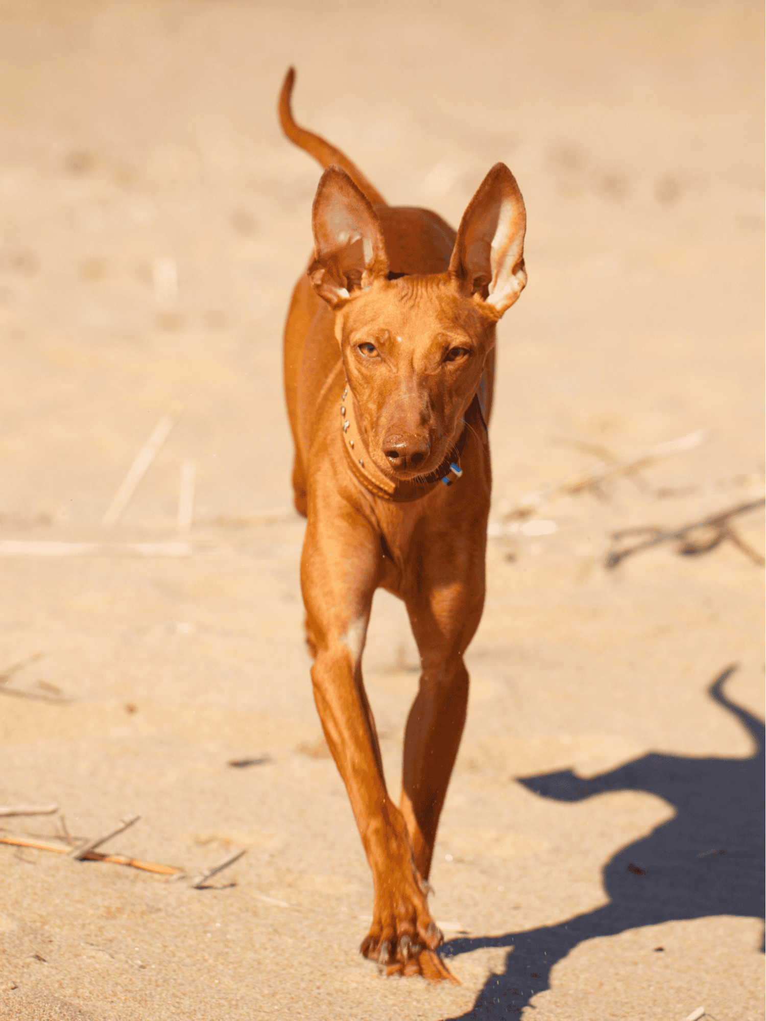 Cirneco Dell'Etna Exercise