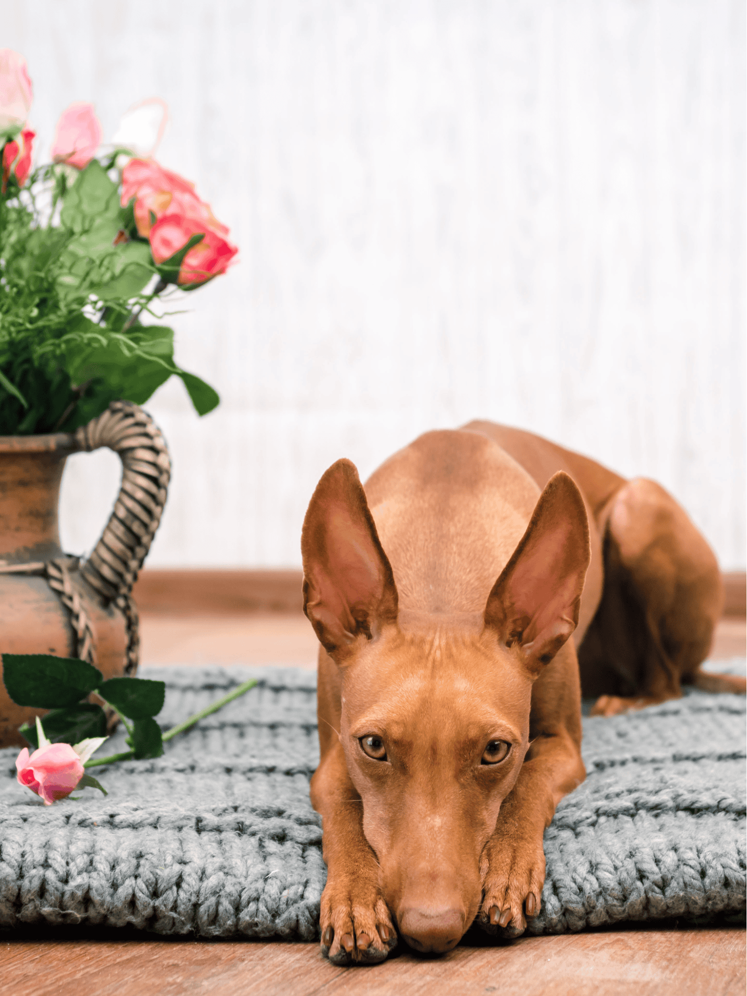 Cirneco Dell’Etna photo 2
