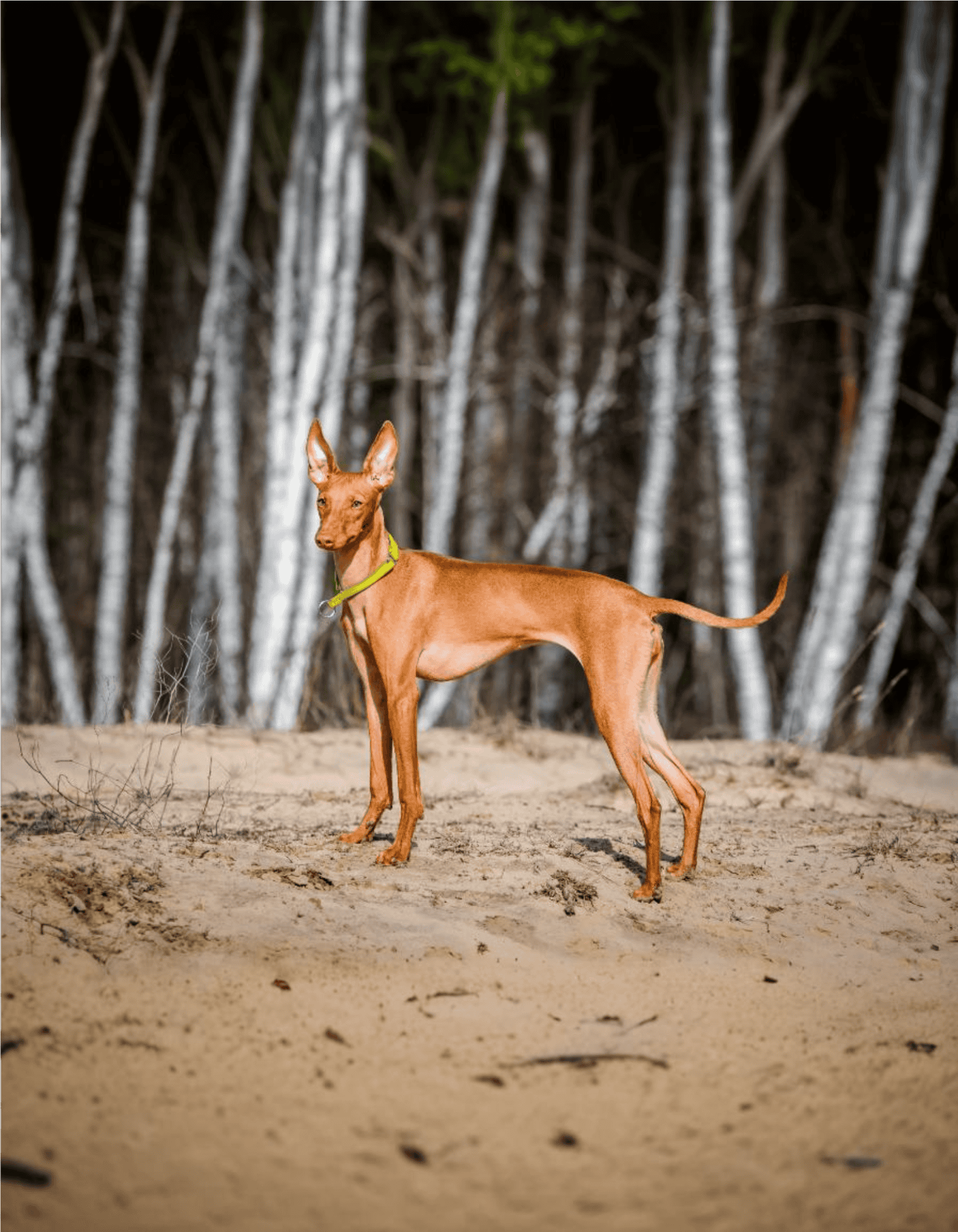 Cirneco Dell’Etna photo 3