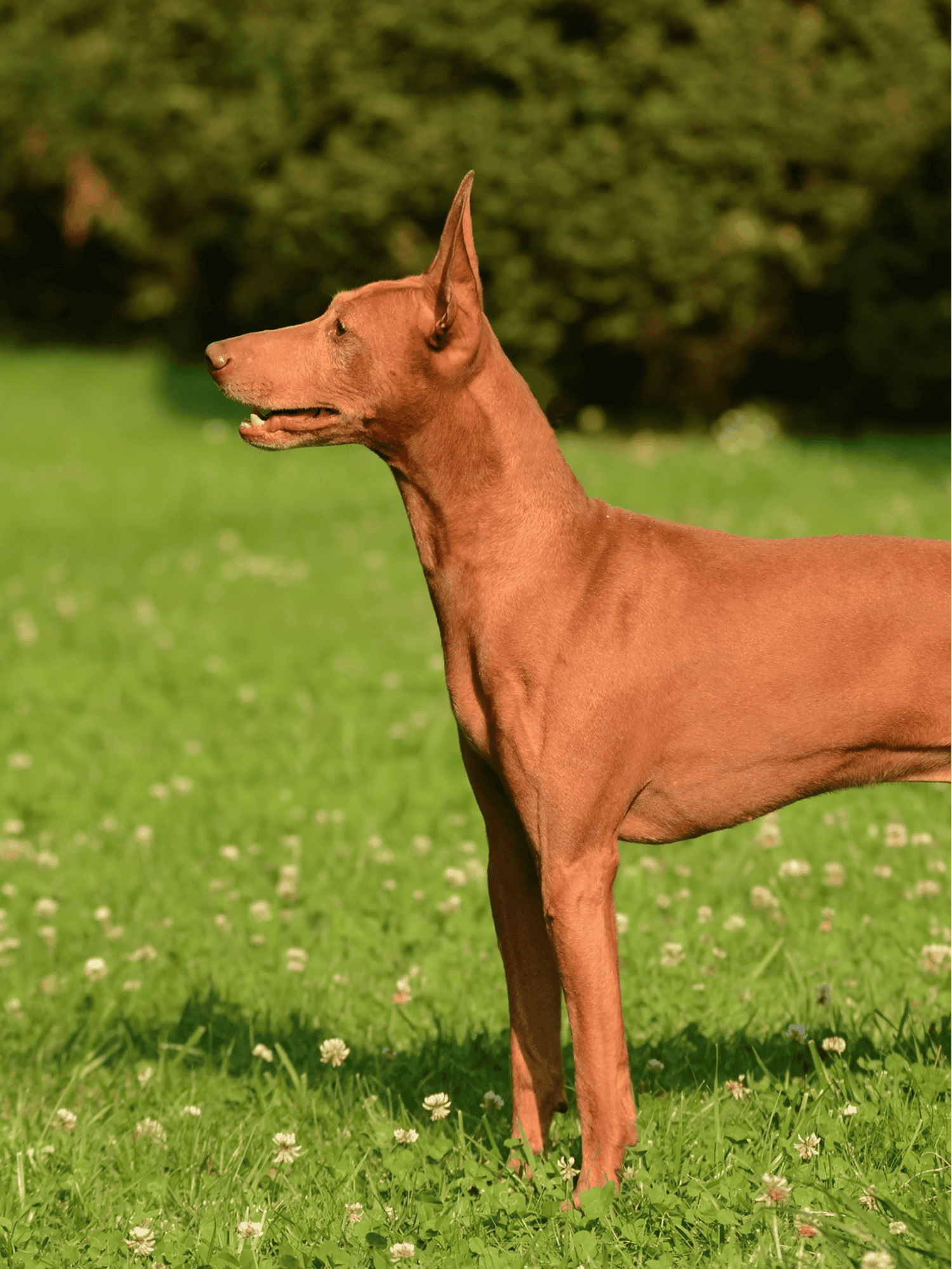 Cirneco Dell’Etna photo 1
