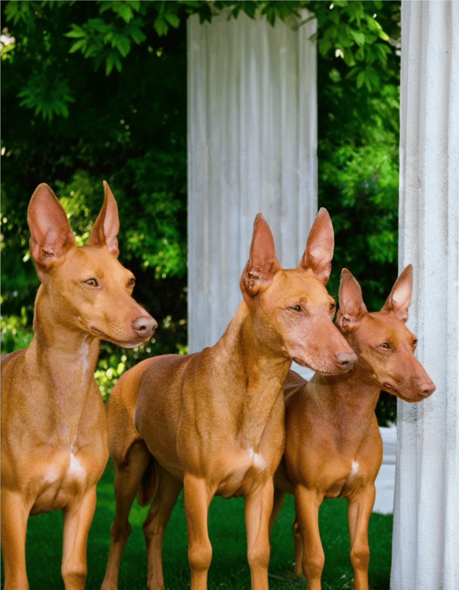 Cirneco Dell'Etna Male Vs. Female