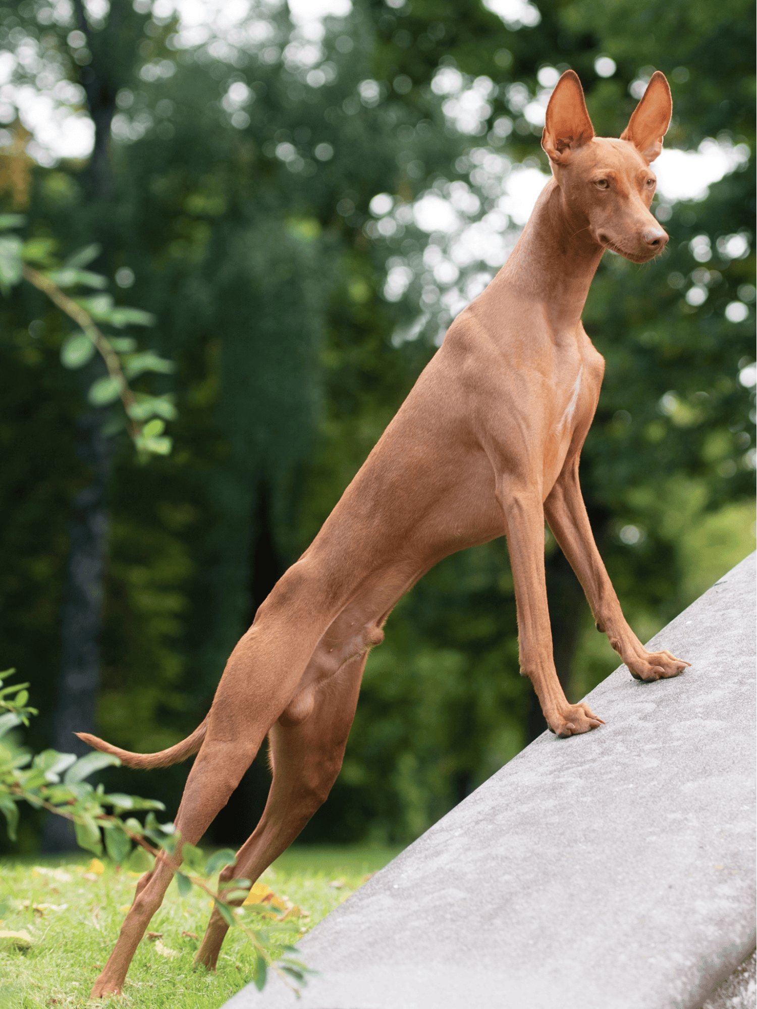 Dog standing on a rock in a park, alert and alert.
