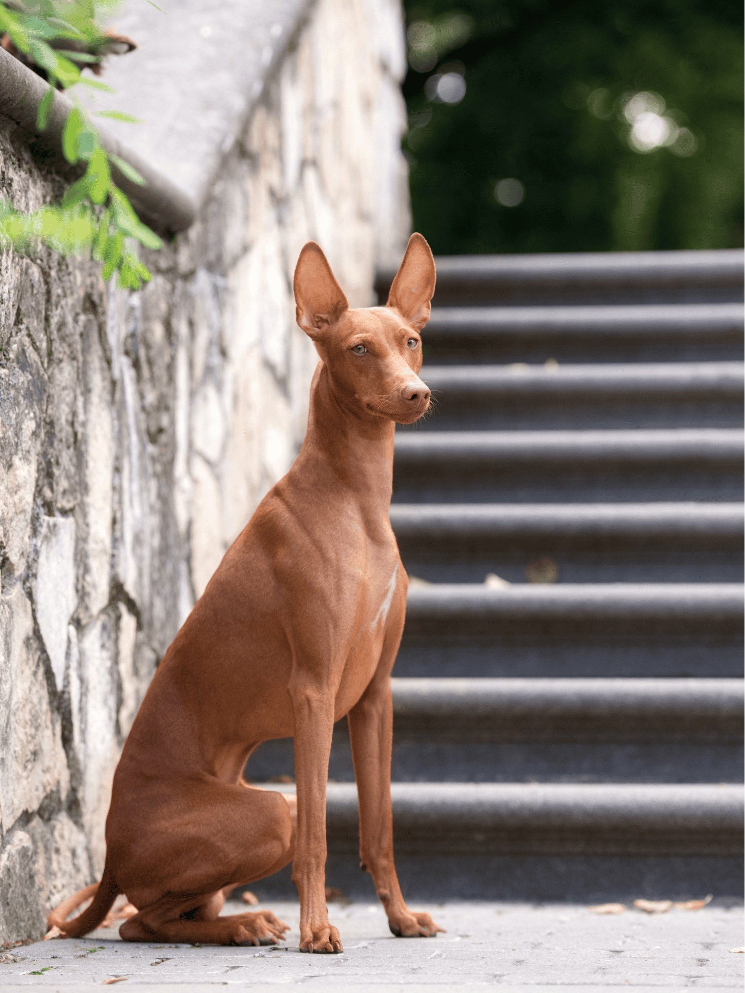 A brown dog sitting outdoors by steps and stone wall, alert and curious, in a peaceful park setting.