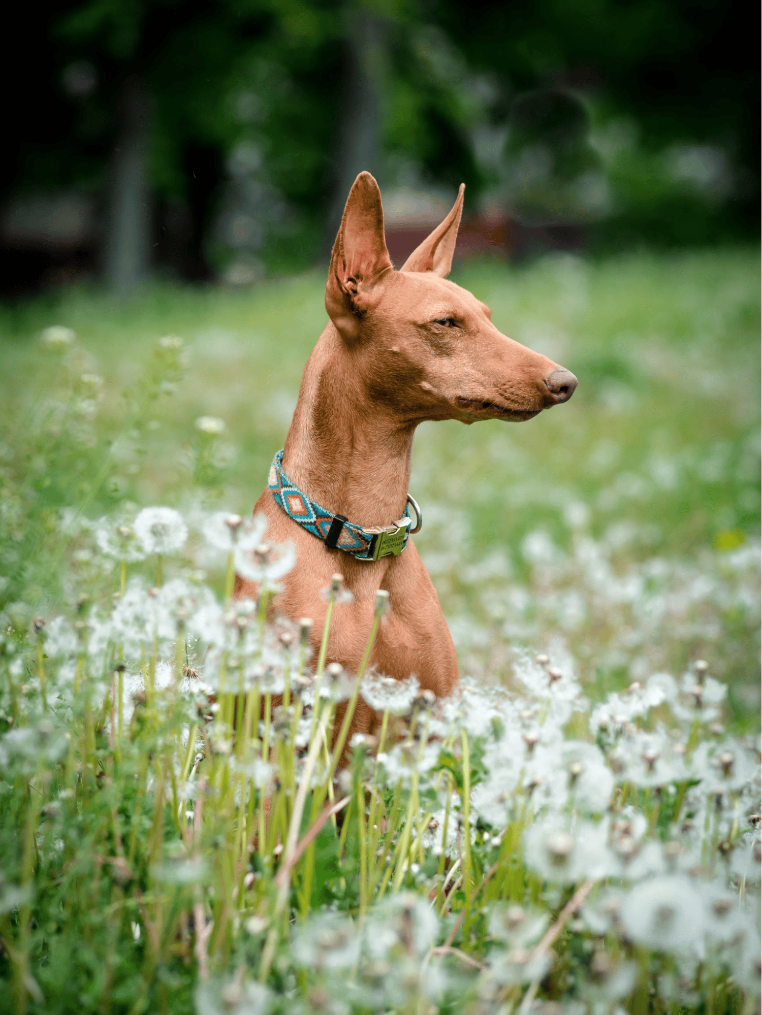 Adorable dog sitting peacefully amid white dandelions in a lush, green outdoor setting. Perfect for dog lovers.
