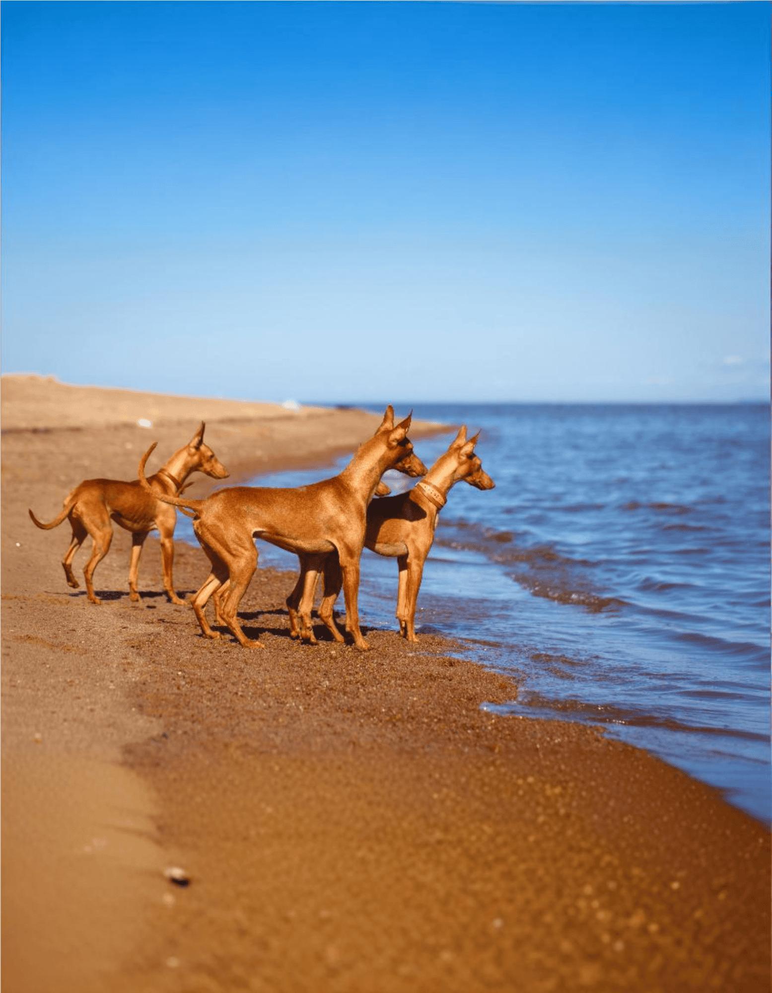 Dog playing on sandy beach and enjoying the ocean view with friends. Perfect for outdoor dog activities and exercise.
