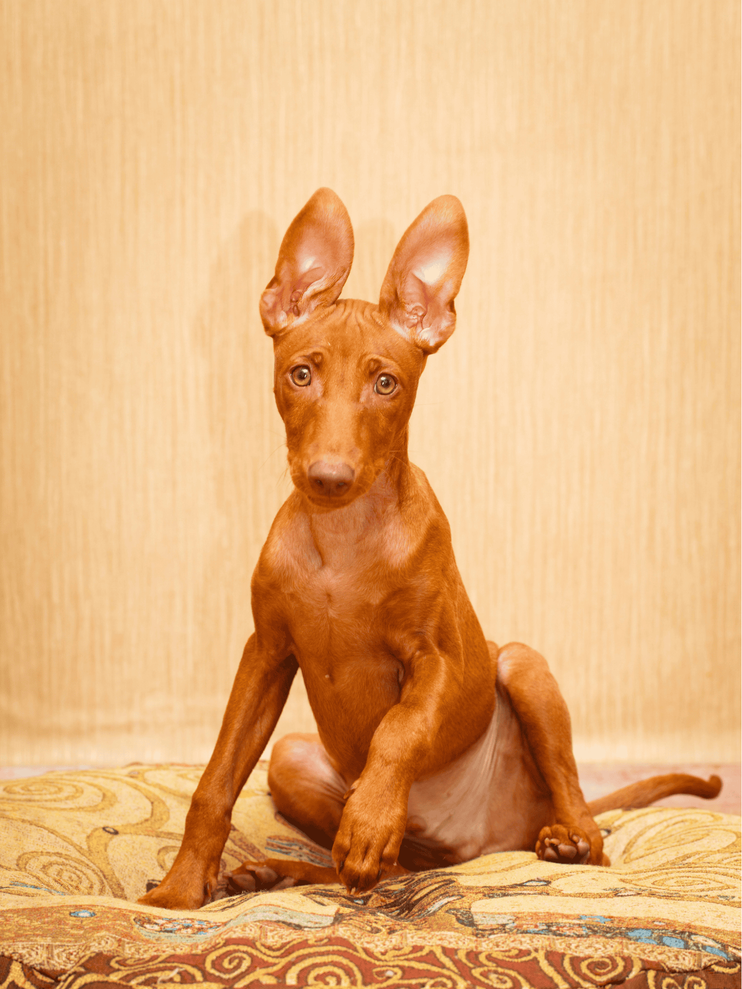 Cirneco dell'Etna Puppies