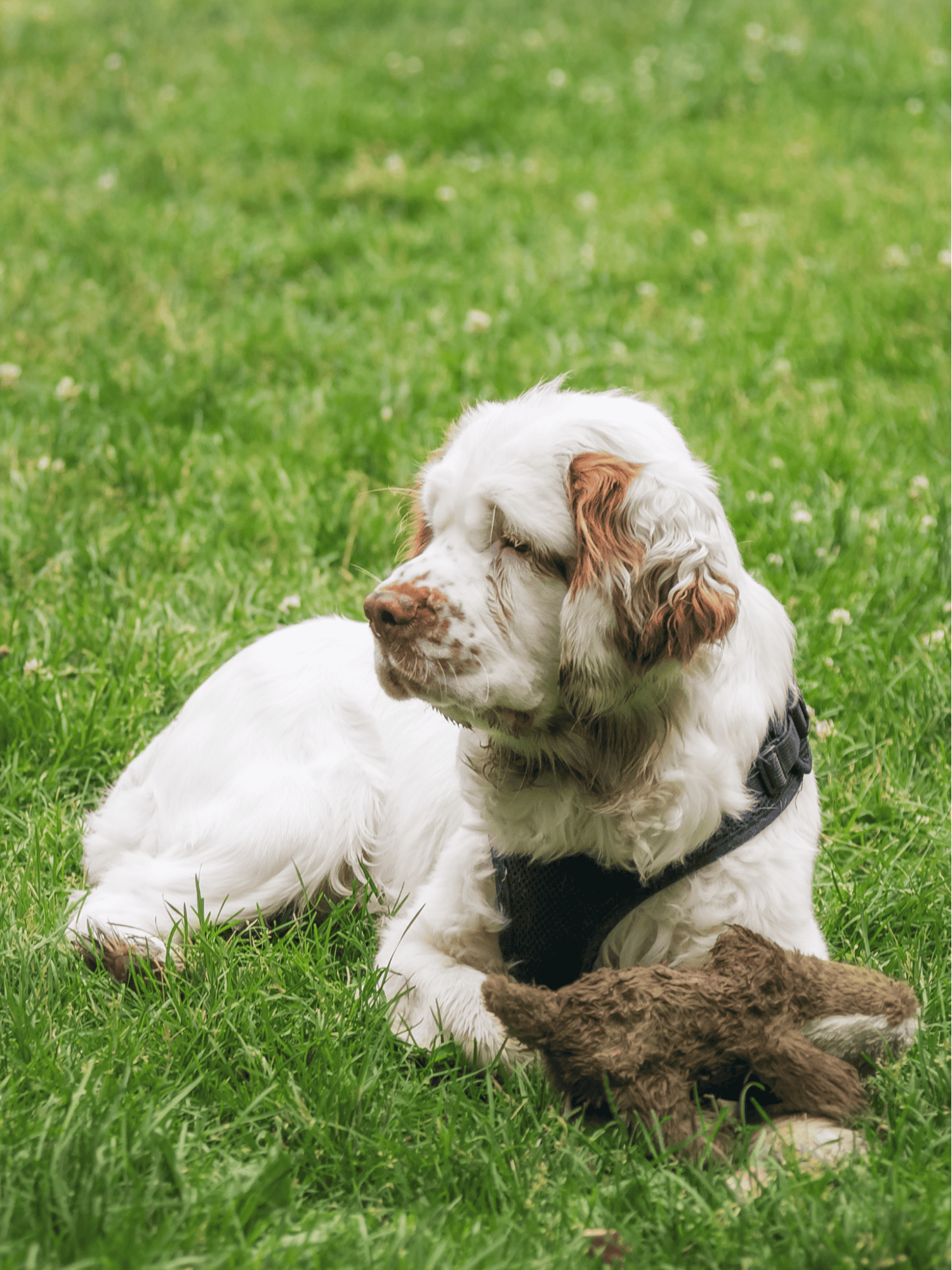 Clumber Spaniel photo 2