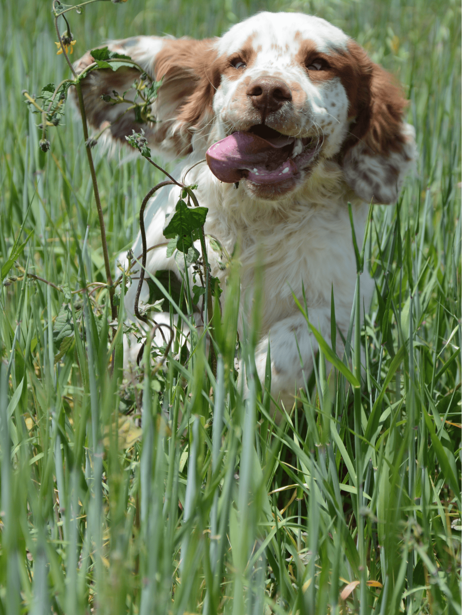 Clumber Spaniel photo 3