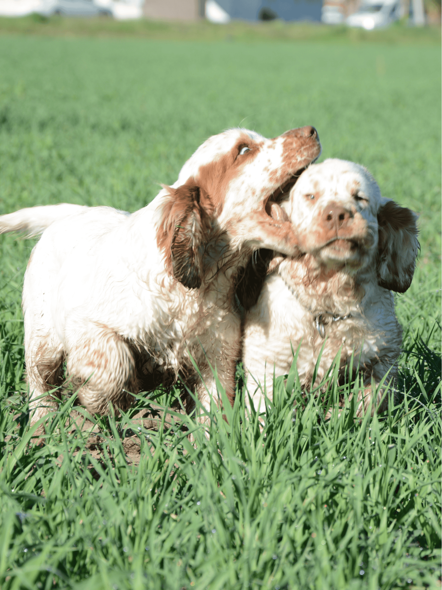 Clumber Spaniel photo 1