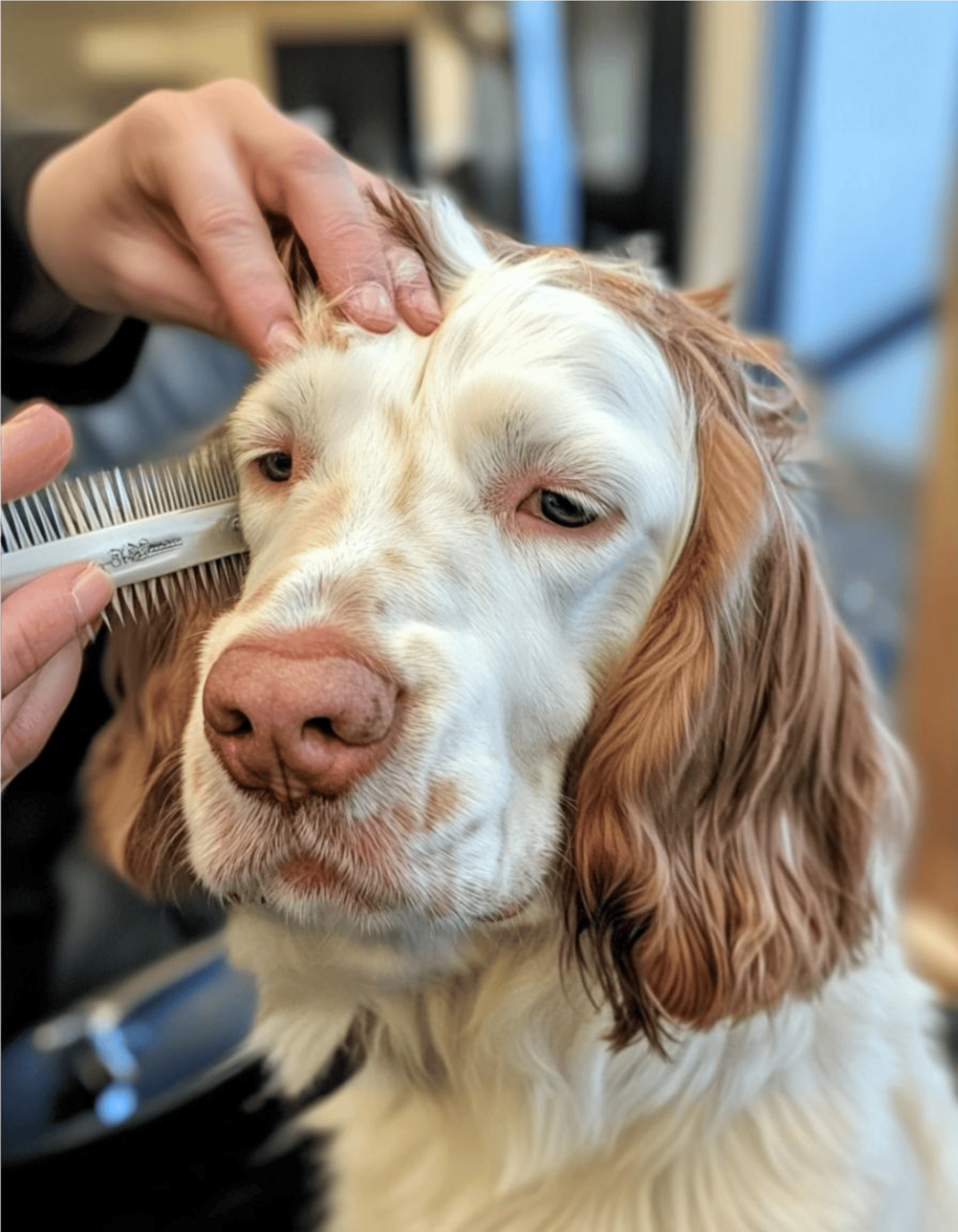 Clumber Spaniel Grooming