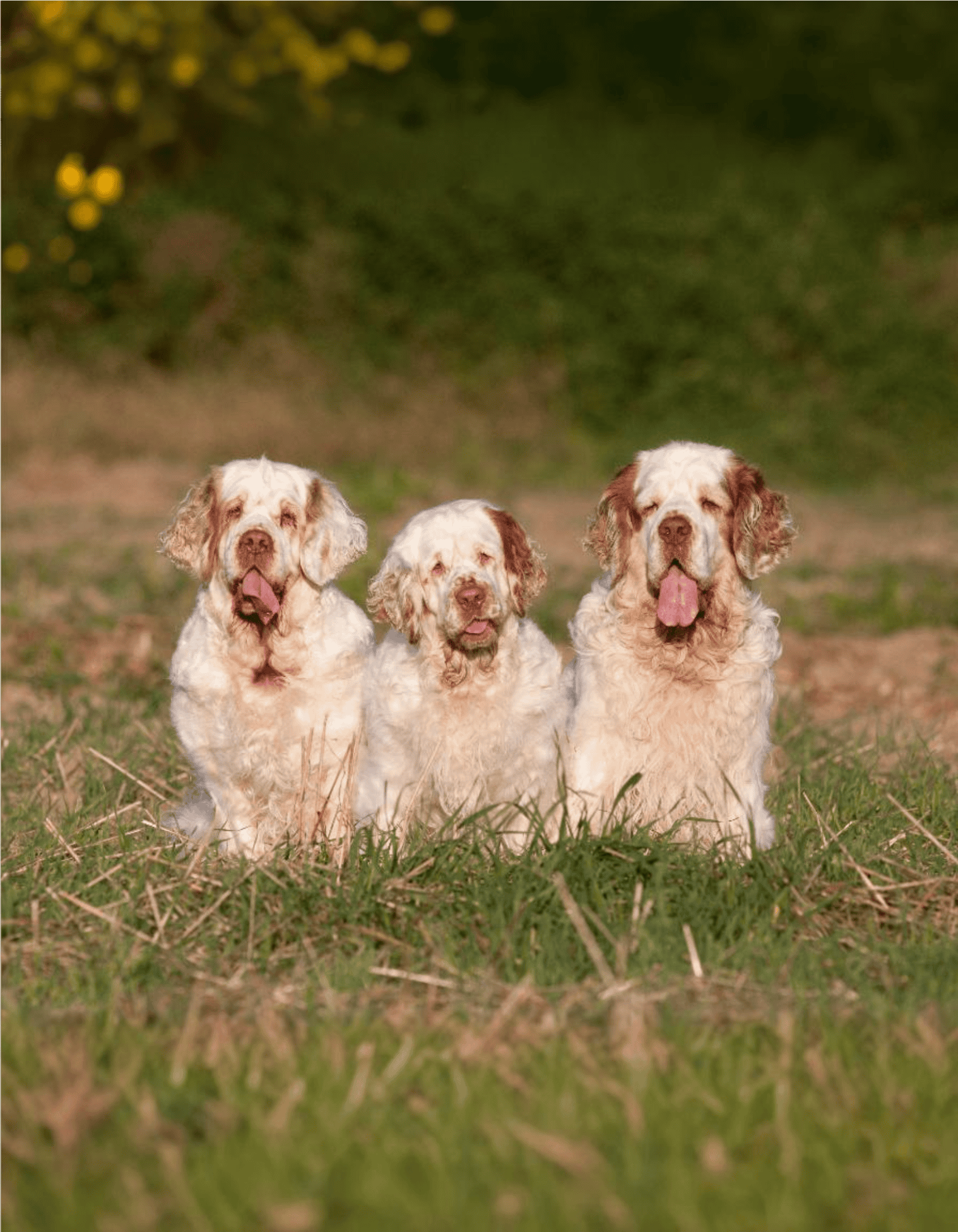 Clumber Spaniel health